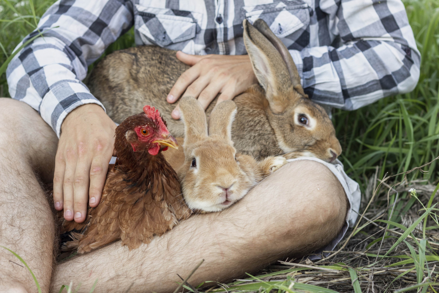 close-up-boy-playing-with-rabbits-chicken-min