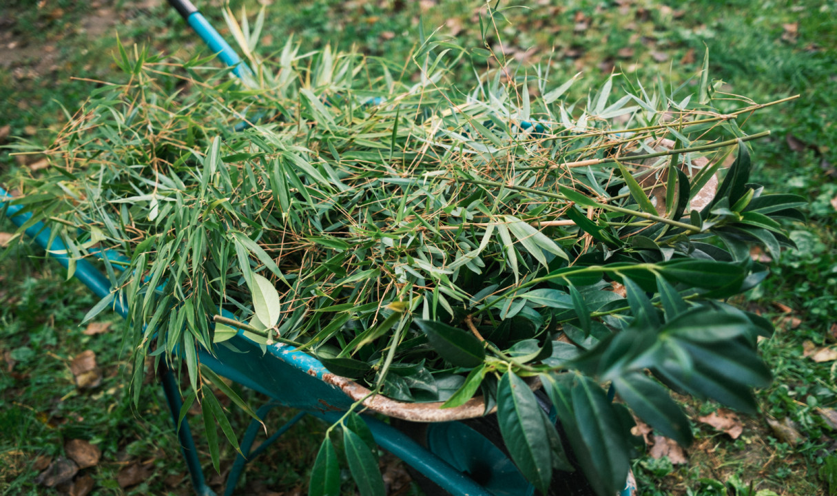 Prvi semafor invazivnosti okrasnih rastlin za odgovorno izbiro rastlin za vrtove in javne zelene površine